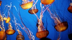 Downward jellies high