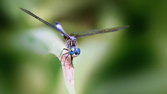 Dragonflies