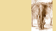 Drawings sketches artwork elephants
