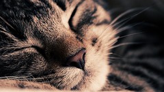 Dreams cats sleeping Candies darling