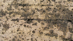 Driftwood pock marks high