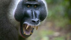 Drill male alpha documentary