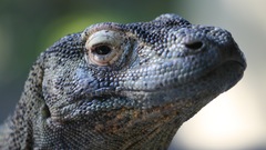 Drinks and forgot Add few had monitorlizard