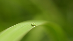 Drop grass dew nature
