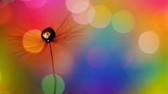 Drop seeds colors multicolor