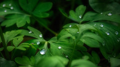Drops love beautiful trying also realitydream greeen
