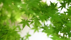 Drugs leaves marijuana