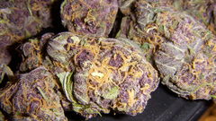 Drugs marijuana purple pot