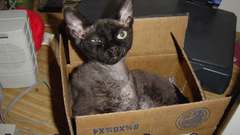 Drunken mutor lolcats cats