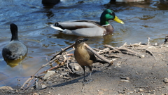 Dsc depends on whether