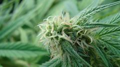 Dsc highres dope high