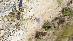 Dsc that basically it