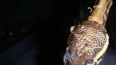 Dsc The thumbnail didn