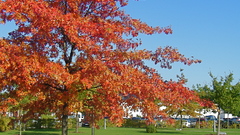 Dscf dosthink it looks