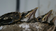 Dschow aboutbunch of baby