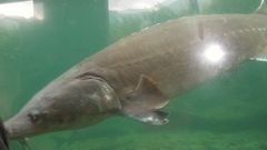 Dscn sort ofcomb effect