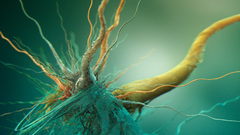 Dual monitor Green bakteria