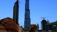 Dubai Camels