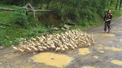Duck high province farmer guangxi Resolution