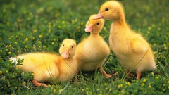 Duckling baby birds