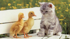 Duckling Kittens baby birds