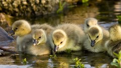 Ducks duckling baby birds