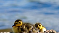 Ducks duckling baby birds