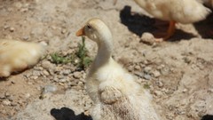 Ducks Hakkı.sidar Photography