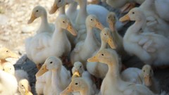 Ducks Hakkı.sidar Photography