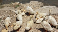 Ducks Hakkı.sidar Photography