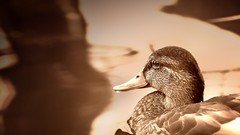 Ducks monochrome mallard