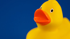 Ducks Simple Background