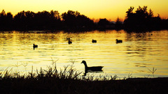 Ducky sunset by fritters