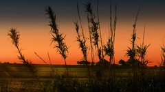 Dump New over once have