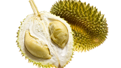Durian fruits Food and