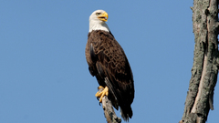Eagle bald eaglelooking high