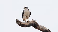 Eagle her posting Which