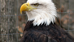 Eagles bald eagles
