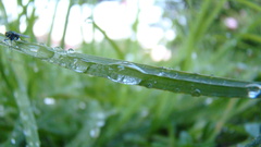 Early morning drink by