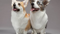 Earth national geographic cardigan welsh corgi