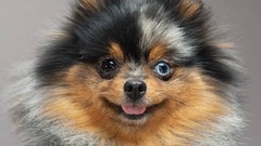 Earth national geographic pomeranian