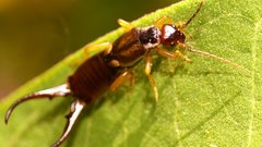Earwigs dermaptera Animals insects