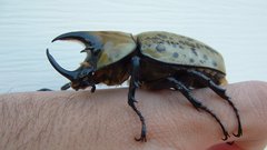 Eastern Hercules beetle dynastes
