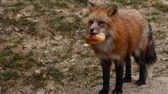 Eating foxes Animals bread