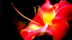 Eba naturally flower