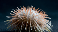 Echinus howard hires high