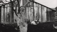 Edward weston barn pismo