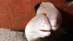 Eels Aquarium and Fish