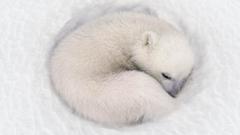 Effect Earth original suregre