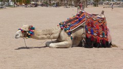Egypt Camels